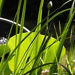 Bed & Breakfast La Melusine - Le Souffle Du Saule - Buhl-Lorraine