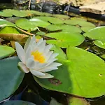 La Melusine - Le Souffle Du Saule - Buhl-Lorraine