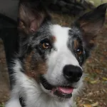 La Melusine - Le Souffle Du Saule -