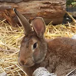 Bed & Breakfast La Melusine - Le Souffle Du Saule - Buhl-Lorraine