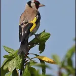 La Melusine - Le Souffle Du Saule - Bed & Breakfast