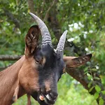 Bed & Breakfast La Melusine - Le Souffle Du Saule - 3*