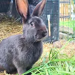 La Melusine - Le Souffle Du Saule - Bed & Breakfast Buhl-Lorraine