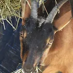 Bed & Breakfast La Melusine - Le Souffle Du Saule - 3*