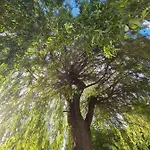 La Melusine - Le Souffle Du Saule - 3*