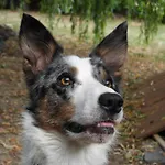 La Melusine - Le Souffle Du Saule - Buhl-Lorraine
