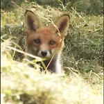 לינה וארוחת בוקר La Melusine - Le Souffle Du Saule - Buhl-Lorraine