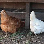 La Melusine - Le Souffle Du Saule - Buhl-Lorraine