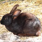 La Melusine - Le Souffle Du Saule - 3* Buhl-Lorraine