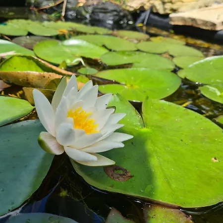La Melusine - Du Souffle Du Saule Buhl-Lorraine