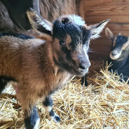 La Melusine - Le Souffle Du Saule -