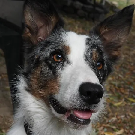 La Melusine - Le Souffle Du Saule -