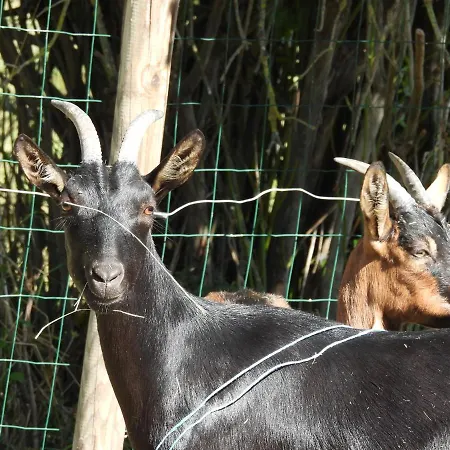 La Melusine - Le Souffle Du Saule - 3* Buhl-Lorraine