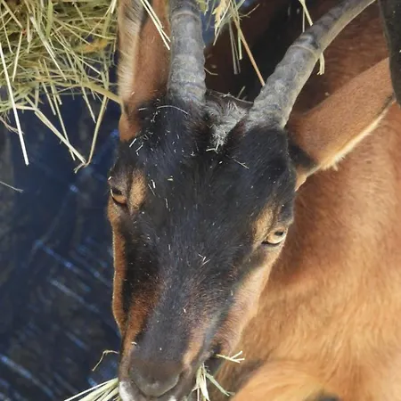 ベッド・アンド・ブレックファスト La Melusine - Le Souffle Du Saule - 3*