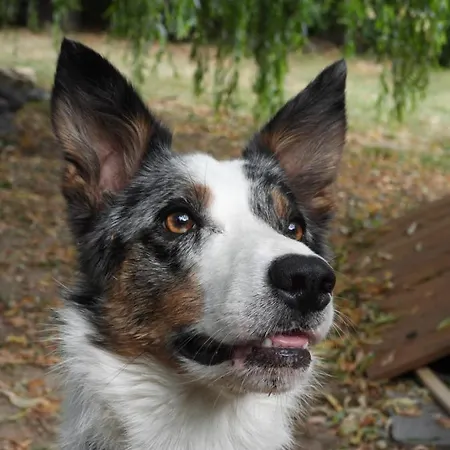 La Melusine - Le Souffle Du Saule - Buhl-Lorraine