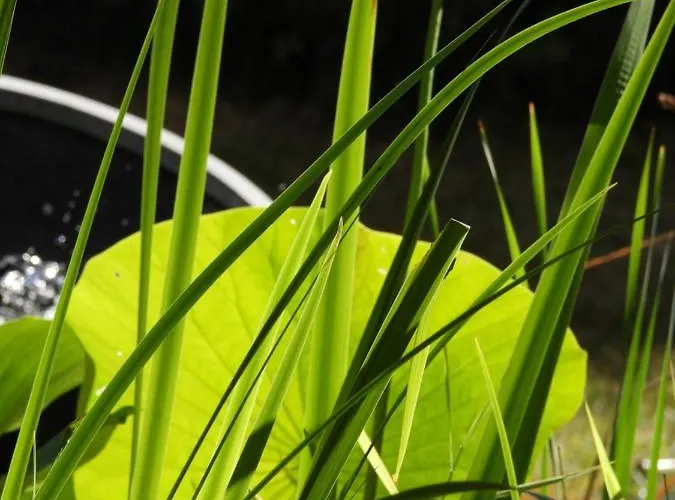 Couette-café La Volupté - Le Souffle Du Saule - Buhl-Lorraine