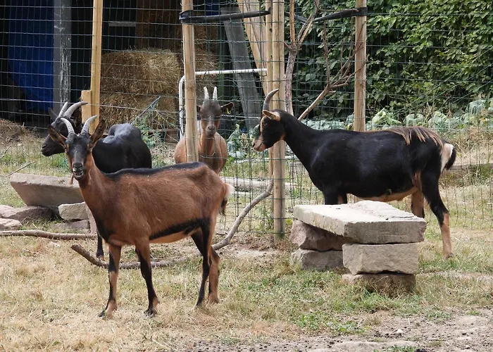 La Volupté - Le Souffle Du Saule - 3* Buhl-Lorraine