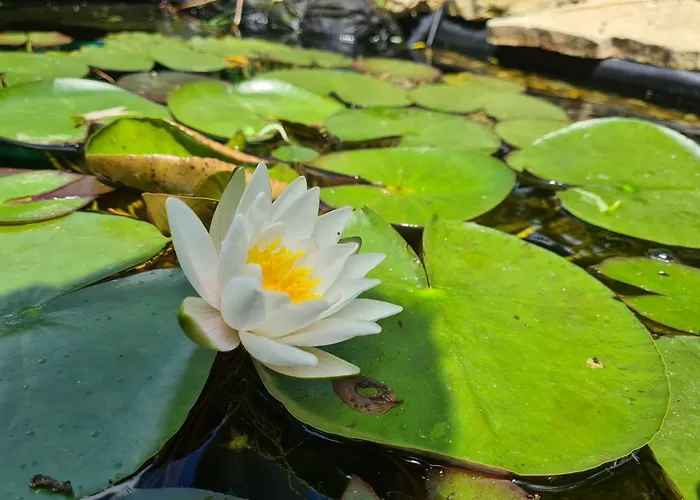 La Volupté - Le Souffle Du Saule - Buhl-Lorraine