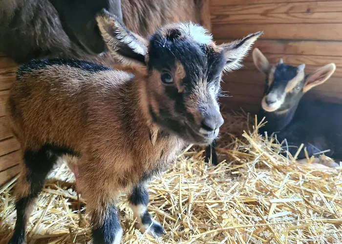 La Volupté - Le Souffle Du Saule -
