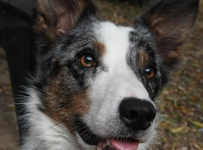 La Volupté - Le Souffle Du Saule -