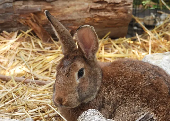 Bed & Breakfast La Melusine - Le Souffle Du Saule - Buhl-Lorraine