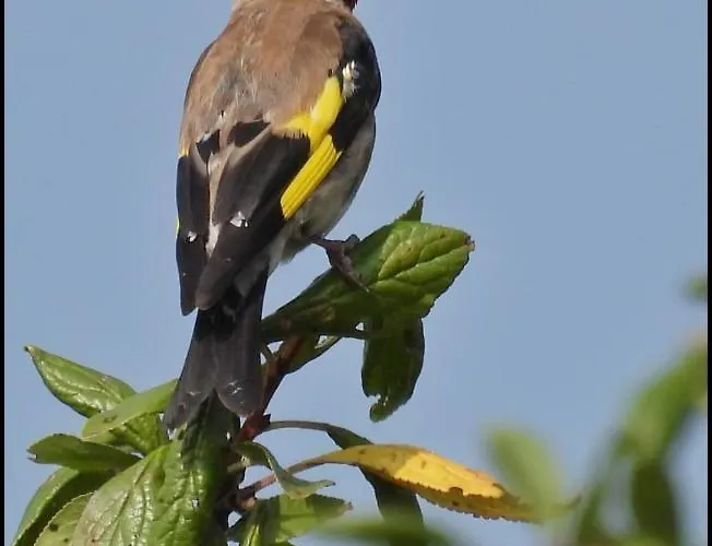 La Volupté - Le Souffle Du Saule - Couette-café