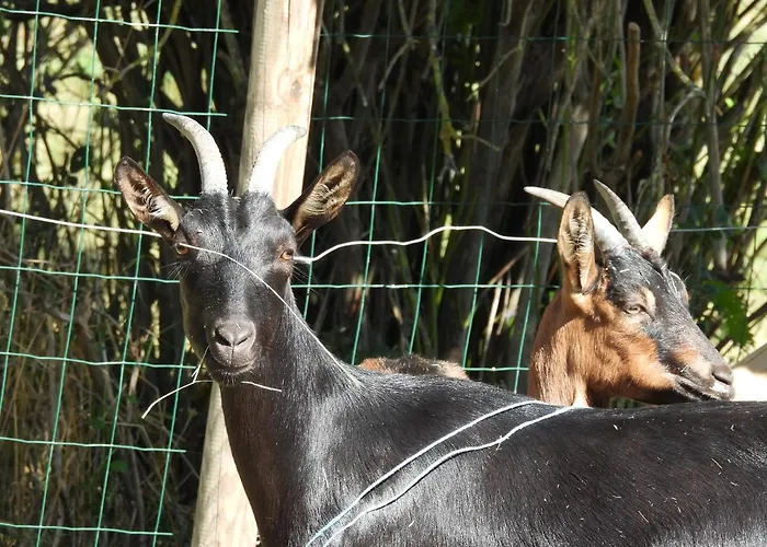 La Melusine - Le Souffle Du Saule - 3* Buhl-Lorraine
