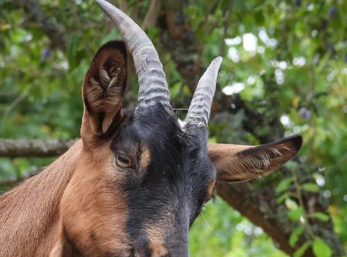 Couette-café La Volupté - Le Souffle Du Saule - 3*