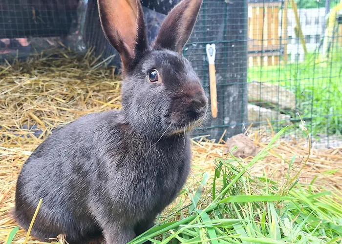 La Melusine - Le Souffle Du Saule - Bed & Breakfast Buhl-Lorraine