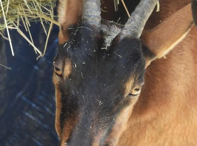 Bed & Breakfast La Melusine - Le Souffle Du Saule - 3*