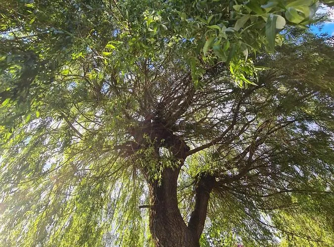 La Volupté - Le Souffle Du Saule - 3*