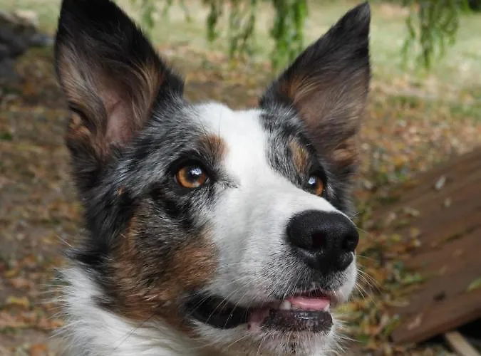 La Volupté - Le Souffle Du Saule - Buhl-Lorraine