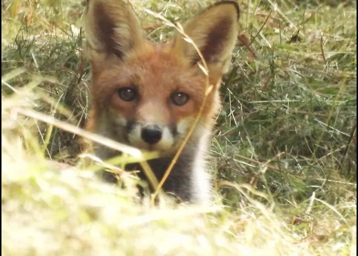 Couette-café La Volupté - Le Souffle Du Saule - Buhl-Lorraine