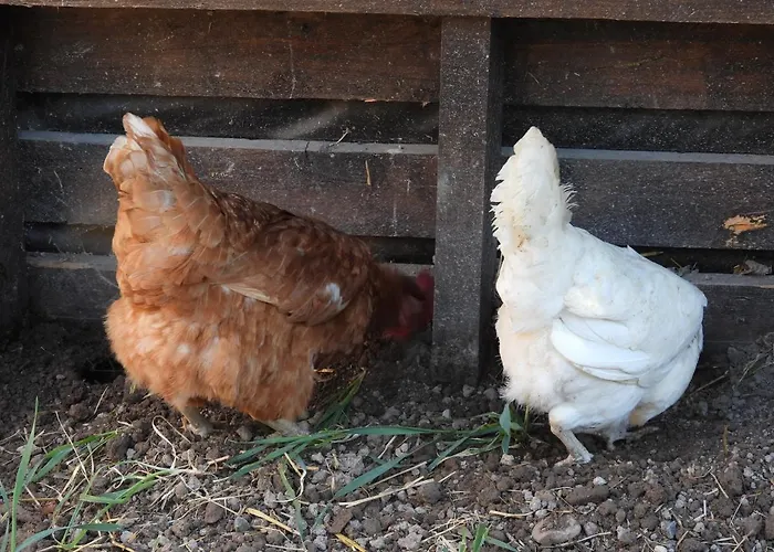 La Volupté - Le Souffle Du Saule - Buhl-Lorraine