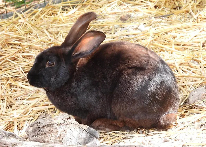La Volupté - Le Souffle Du Saule - 3* Buhl-Lorraine