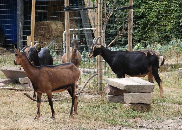 La Volupté - Le Souffle Du Saule - 3*